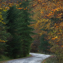 Landscape/Táj